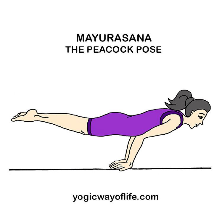 Mayurasana Mayurasa The Peacock Pose Yogic Way Of Life