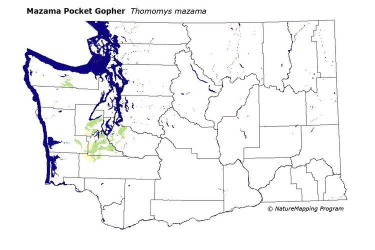 Mazama pocket gopher Distribution Map Mazama Pocket Gopher Thomomys mazama