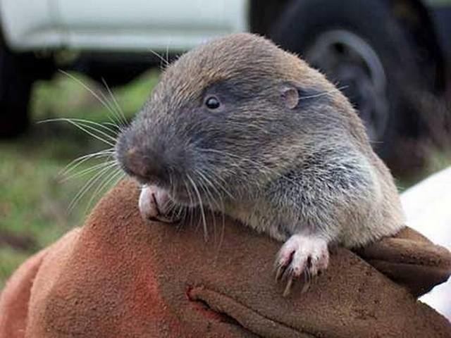 Mazama pocket gopher Correction ordered for Thurston County gopher review process The