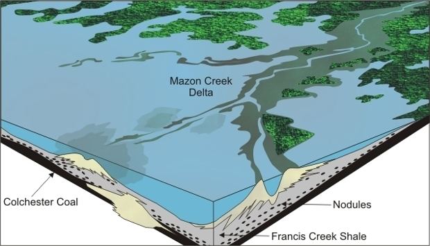 Mazon Creek fossil beds httpswwwfieldmuseumorgsitesdefaultfilesMa