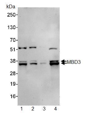 MBD3 AntiMBD3 antibody ab91458 Abcam