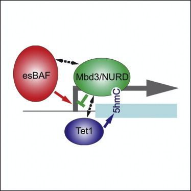 MBD3 Mbd3NURD Complex Regulates Expression of 5Hydroxymethylcytosine
