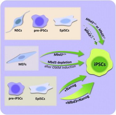 MBD3 MBD3NuRD Facilitates Induction of Pluripotency in a Context