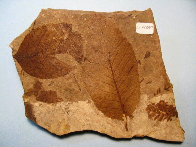 McAbee Fossil Beds 1000 images about Plant Fossils on Pinterest Fossils Plants and