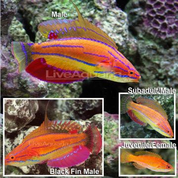 McCosker's flasher wrasse Saltwater Aquarium Fish for Marine Reef Aquariums McCosker39s