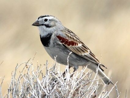 McCown's longspur McCown39s Longspur Identification All About Birds Cornell Lab of