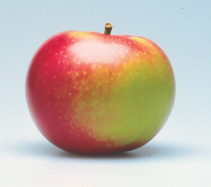 McIntosh (apple) Apple McIntosh TheTreeFarmcom