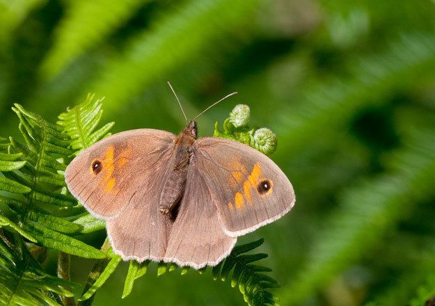 Meadow brown butterflyconservationorgfiles1meadowbrownup