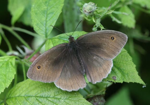 Meadow brown Butterfly Conservation Meadow Brown