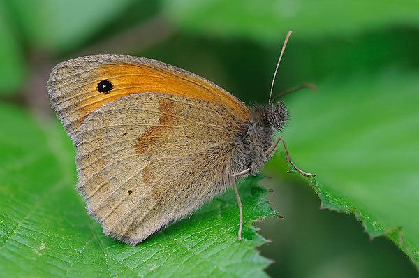 Meadow brown British Butterflies A Photographic Guide by Steven Cheshire