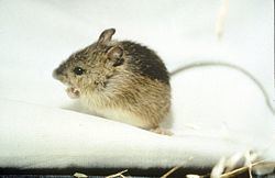Meadow jumping mouse Meadow jumping mouse Wikipedia