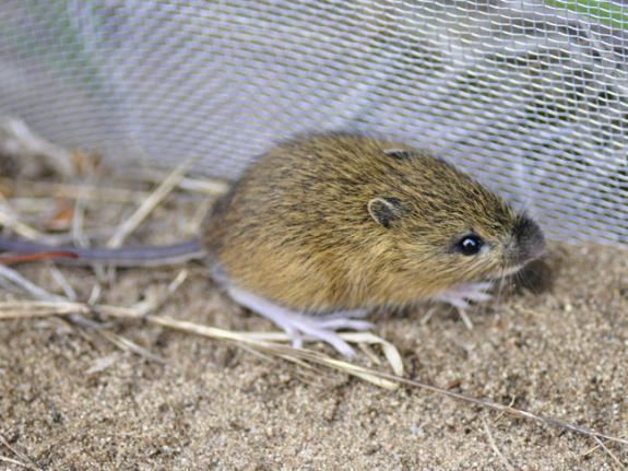 Meadow jumping mouse Wildlife Field Guide for New Jersey39s Endangered and Threatened