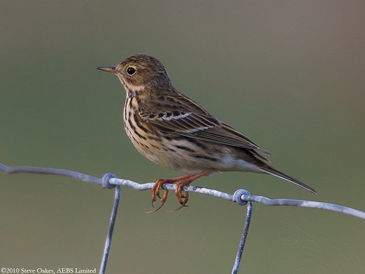 Meadow pipit Meadow Pipit
