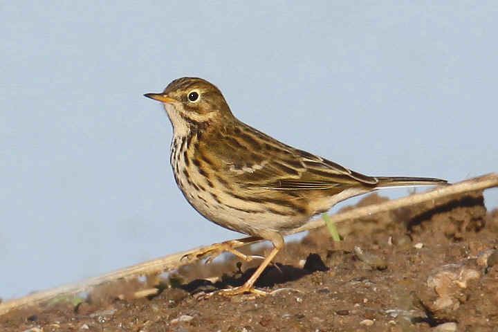 Meadow pipit Meadow Pipit gallery