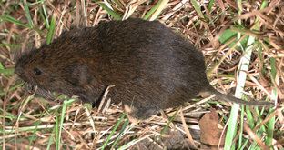 Meadow vole BioKIDS Kids39 Inquiry of Diverse Species Microtus pennsylvanicus