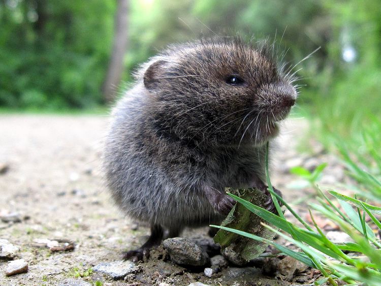 Meadow vole Meadow Vole Coniferous Forest