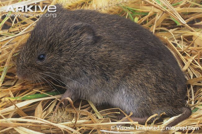 Meadow vole Meadow vole videos photos and facts Microtus pennsylvanicus ARKive