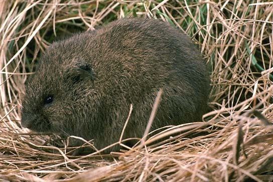 Meadow vole Meadow Vole Coniferous Forest