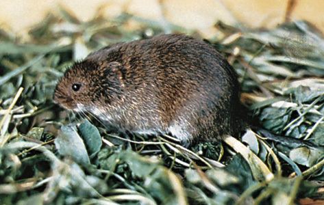 Meadow vole meadow vole rodent Britannicacom