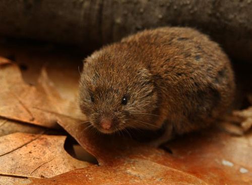 Meadow vole Meadow Vole and Woodland Vole