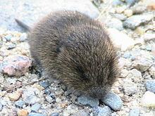 Meadow vole httpsuploadwikimediaorgwikipediacommonsthu