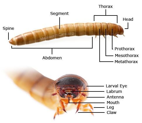 Mealworm Mealworm Anatomy