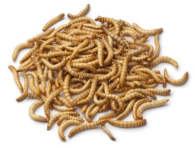 Mealworm Mealworm Recipes amp Nutrition
