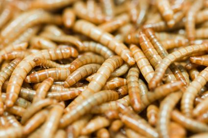 Mealworm Farming mealworms Gardening with Confidence Plants with Benefits