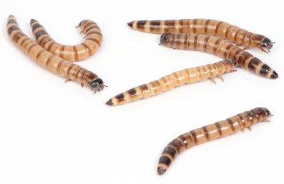 Mealworm Mealworm Care Information Facts amp Pictures