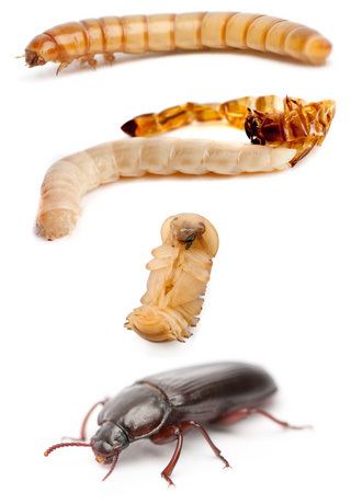 Mealworm Mealworm Life Cycle