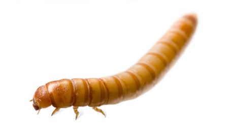Mealworm Mealworms for Sale Reptiles for Sale