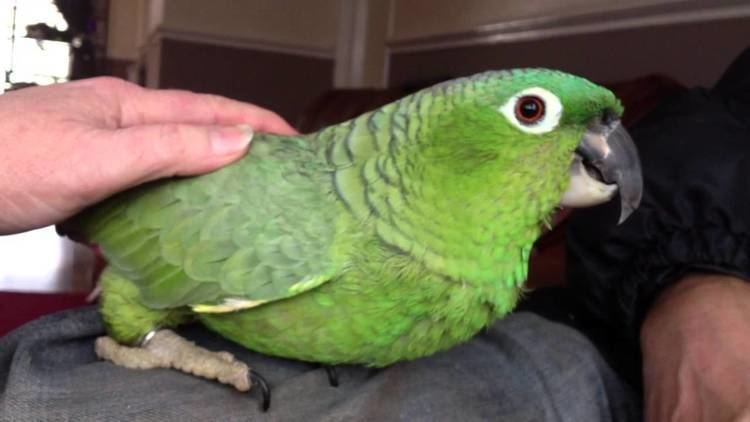 Mealy amazon Is TJ the Mealy Amazon Parrot feeling frisky YouTube