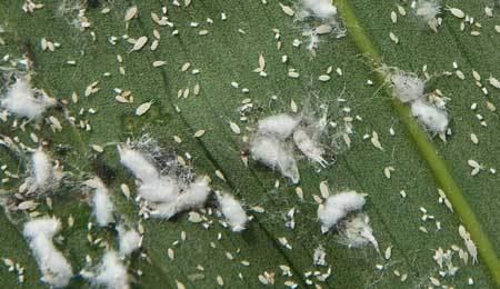 Mealybug Mealybugs