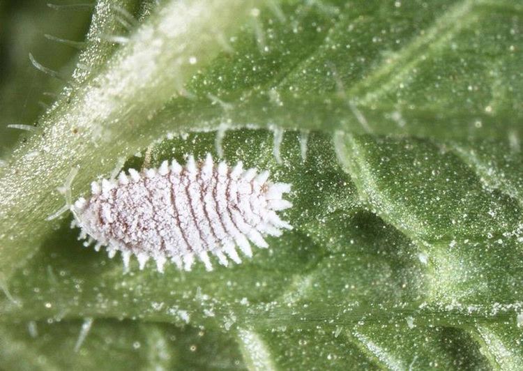 Mealybug Fact Sheet Citrus mealybug Citrus Pests