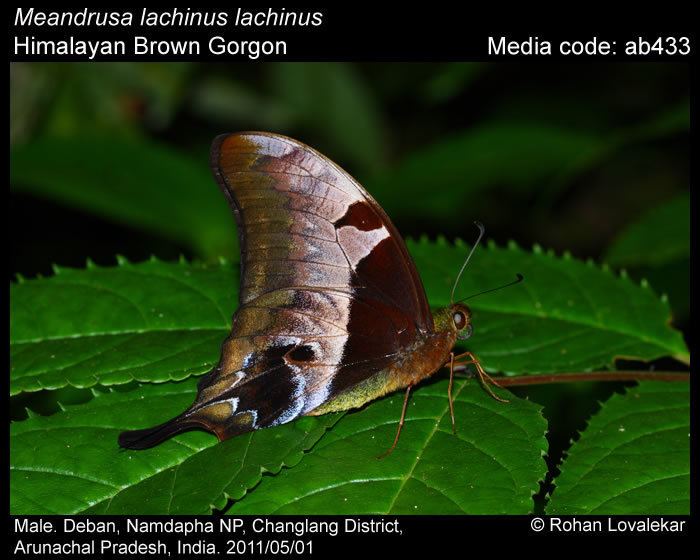 Meandrusa Meandrusa lachinus Brown Gorgon Butterflies of India
