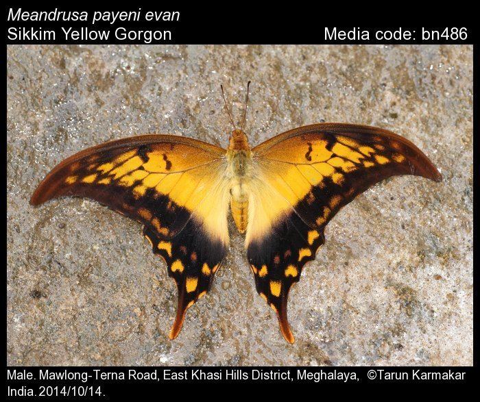 Meandrusa Meandrusa payeni Yellow Gorgon Butterflies of India