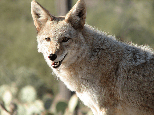 Mearns coyote rpguidesoulsrpgcompublicimagessubspeciescoyo