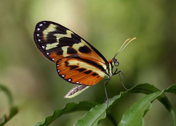 Mechanitis Butterflies of Amazonia Mechanitis polymnia