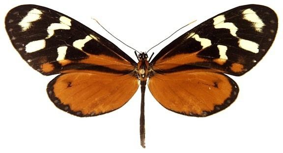 Mechanitis polymnia Monteverde Butterflies Mechanitis polymnia