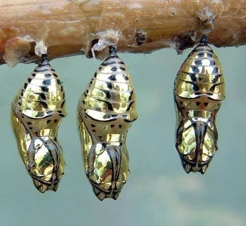 Mechanitis polymnia The gold cocoons of the Mechanitis Polymnia butterfly pics