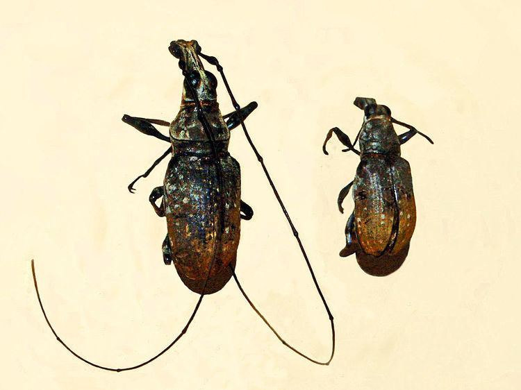 Mecocerus wallacei