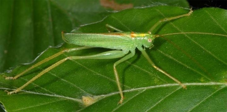 Meconema thalassinum European locusts and their ecology Meconema thalassinum