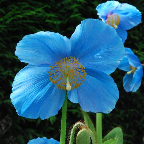 Meconopsis - Alchetron, The Free Social Encyclopedia