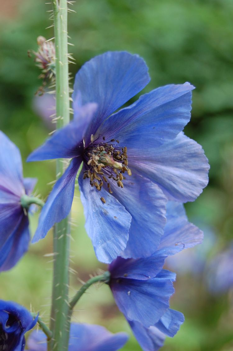 Meconopsis horridula Meconopsis horridula landscape architect39s pages