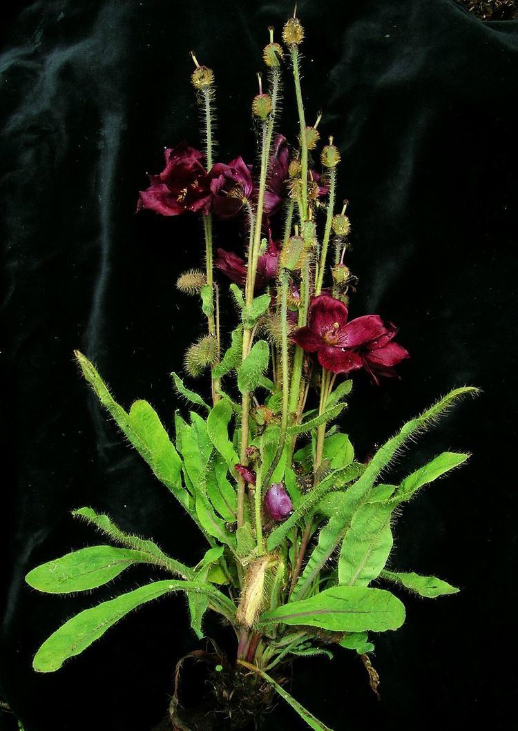 Meconopsis manasluensis