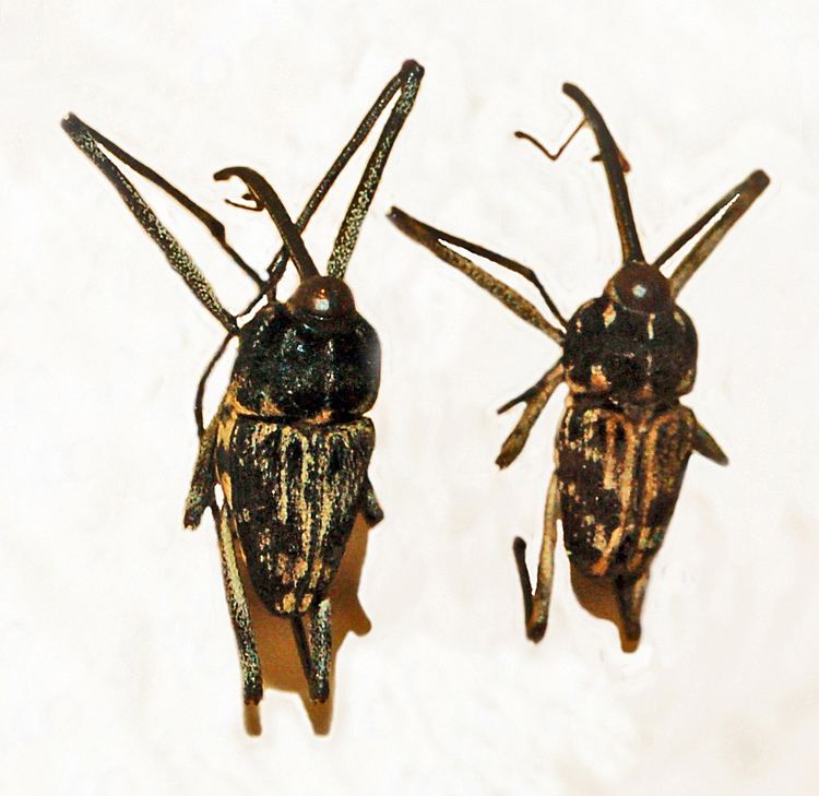 Mecopus (beetle)