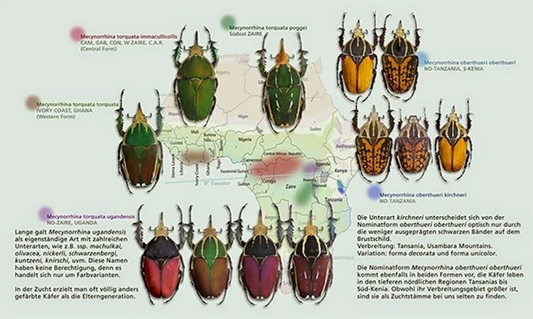Mecynorhina Beetles as pets Mecynorrhina torquata or mecynorrhina ugandensis