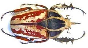 Mecynorhina ugandensis Beetles of Africa Catalog Page