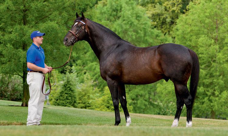 Medaglia d'Oro (horse) Animal Kingdom America