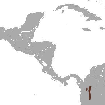 Medellín small-eared shrew